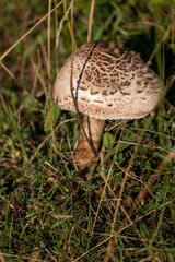 mushroom in the grass