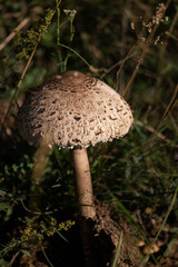 mushrooms in the forest