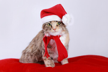 Cute Cat in a Santa Claus hat sits and looks. Cat close up. Kitten in a red hat on a red background. Kitten with big green eyes. Merry Christmas. Winter. Pets. Happy New Year. 2023