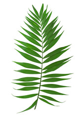 Green leaves of palm tree isolated on a transparent background.