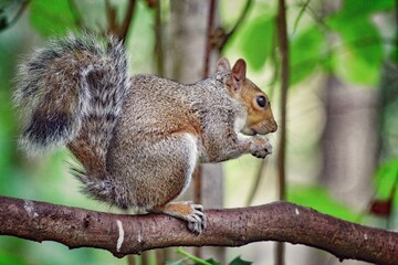 A beautiful portrait image of a wild squirrel in the forest. This forest is located in Preston, Lancashire and is home to many wildlife.