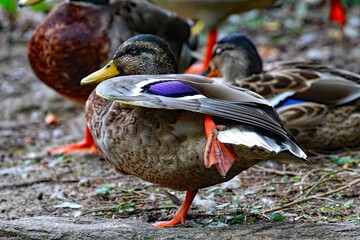 A blue Mallard duck raising their leg at the waters edge of a lake