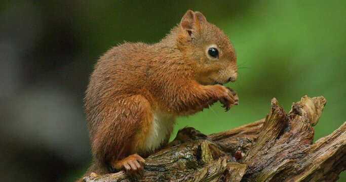 Close-up of a red squirrel eating food at tree trunk
