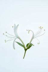 isolated flower of lonicera caprifolium on white background