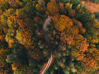 Beautiful forest in warm colors with a road in the trees.