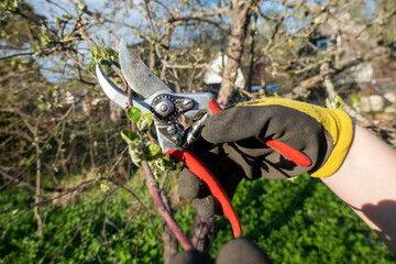 Pruning pear branches pruners. Trimming the tree with a cutter. Spring pruning of fruit trees.