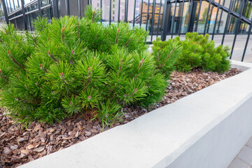 Small pine tree mulched with natural brown bark mulch near modern building in the city. Modern...