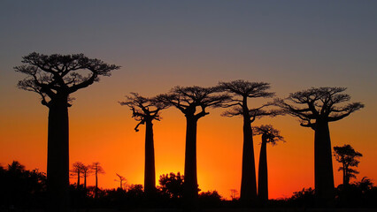Tranquil view of Silhouette of the Baobab Trees at sunset in Madagascar
