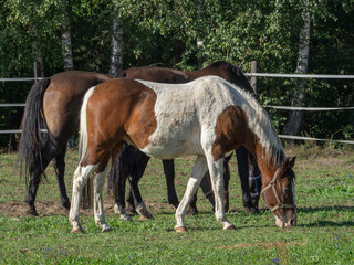 Obraz na płótnie Canvas Grupa koni na ogrodzonej łące 