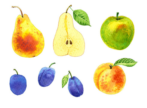 Set of watercolor fruits pear apple plums peach. Juicy and colorful. Hand drawn illustration. 