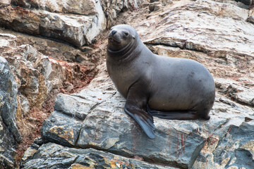 Female sea lion on the rocks near Ushuaia, Argentina.
