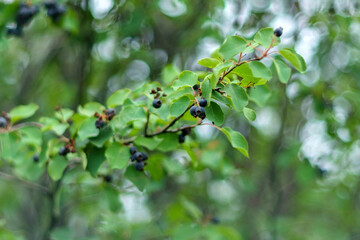 Amelanchier, shadbush, juneberry, irga or sugar plum ripe berries. Selective focus.