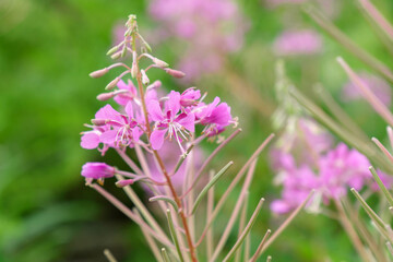 Pink flowers of Willow herb Ivan tea, fireweed in green grass of summer field. Selective focus