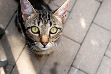 Close-up, face of a young and curious brown cat, looking at the camera