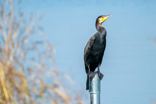 Cormorant || Aalscholver