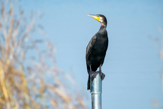 Cormorant || Aalscholver