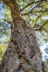 Obraz premium Cork oak wood tree close-up