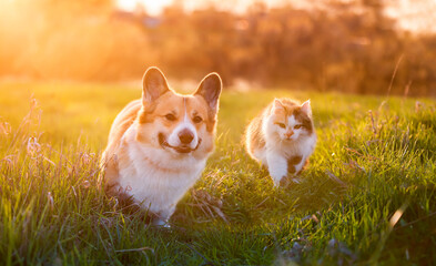 furry friends a dog and a cat walk amicably through a bright summer meadow in the sunlight