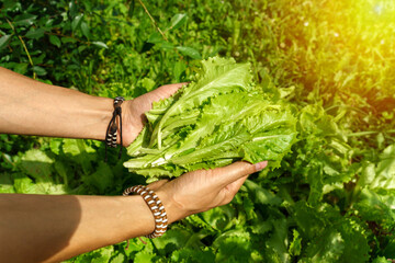 Green leaf lettuce close up on garden bed in vegetable field. Gardening background with lettuce green plants. Selective focus