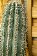 a large Pachycereus pringlei cactus with its fine sharp tips with natural wood in the background