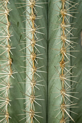 Fine, sharp spikes of a large Pachycereus pringlei cactus filling the entire frame