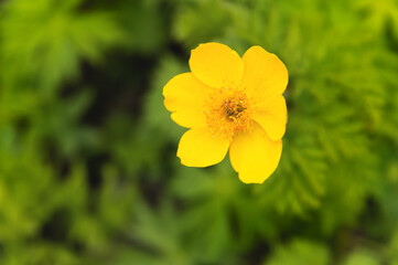 Beautiful mountain yellow small flower on a green background, alone in the field, close-up, macro photography