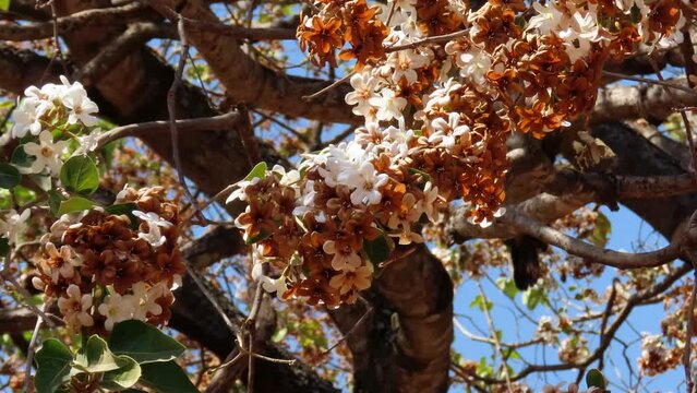 Rustic tree in full bloom. Cordia trichotoma.