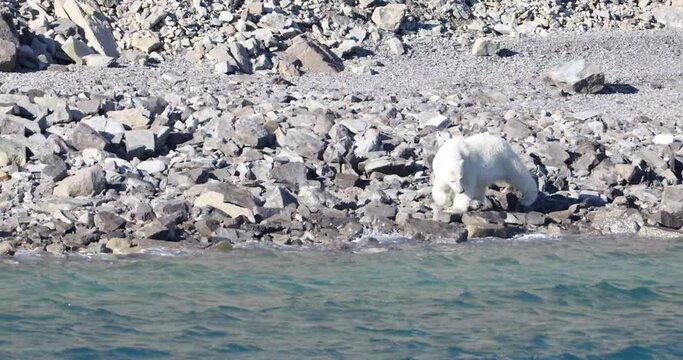 Polar bear walking on coastline of south Devon Island, Nunavut, Canada.
