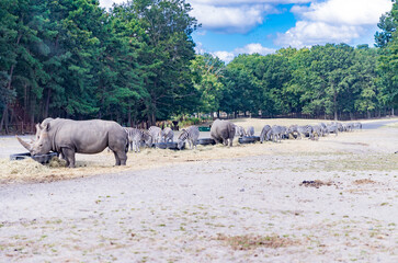 rhino and zebra are eating in the summer morning - Image