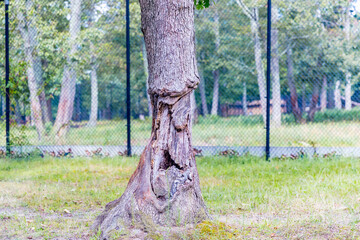 An animal bitten tree in the park looks like human face - Image