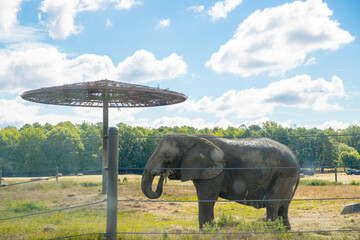 Elephant resting in the summer morning - Image