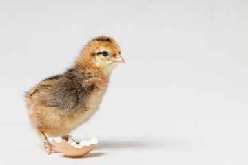 young chicken and piece of eggshell on white background with copy space