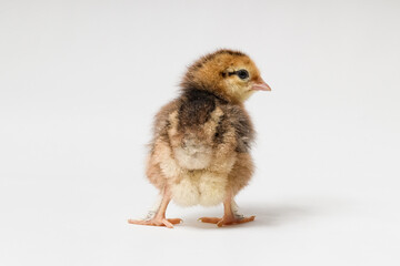 chick stands backwards on a white background