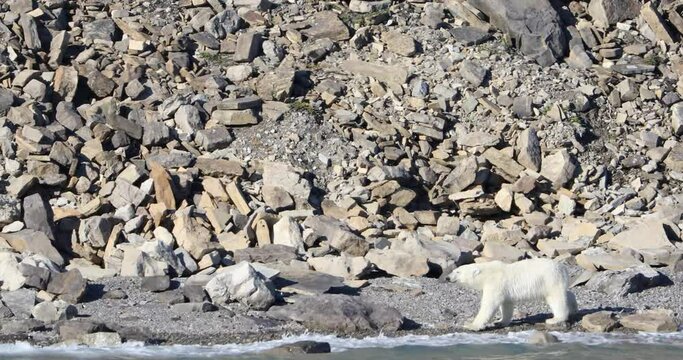 Polar bear walking on coast of southern Devon Island,  Nunavut, Canada.
