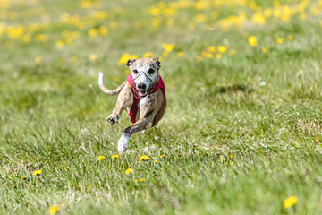 Whippet sprinter running in red jacket on coursing field at competition in summer
