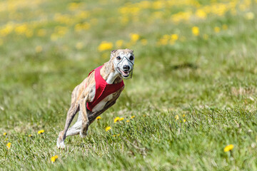 Whippet sprinter running in red jacket on coursing field at competition in summer