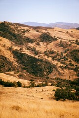 Forested landscape in the desert