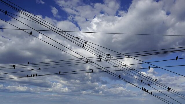 Black birds on electric wires, against the background of the sky with clouds (time lapse)