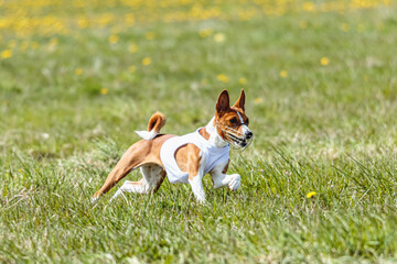 Basenji dog running in white jacket on coursing field at competition in summer