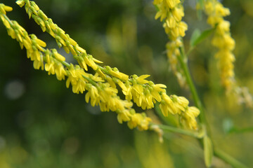 Melilot officinalis, ribbed melilot (Melilotus officinalis) blooms in nature