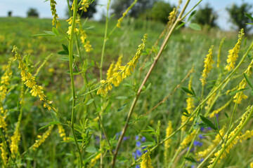 Melilot officinalis, ribbed melilot (Melilotus officinalis) blooms in nature