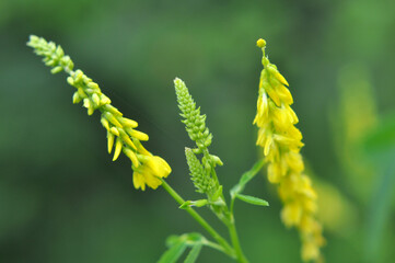 Melilot officinalis, ribbed melilot (Melilotus officinalis) blooms in nature