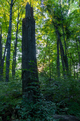 Fototapeta premium Woodland Morning