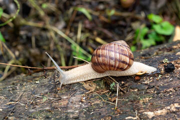 an adult snail on a tree branch