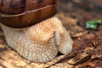 an adult snail on a tree branch