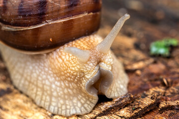 Big slimy brown snail crawling on wet wood in forest.