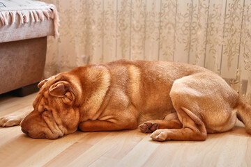 A thoroughbred dog is lying on the floor in the house. Caring for dogs of the breed Neapolitan...