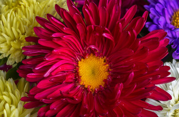 Bouquet of beautiful mixed flowers. Yellow, pink and red flower with green leaves. Unusual original fresh bouquet.