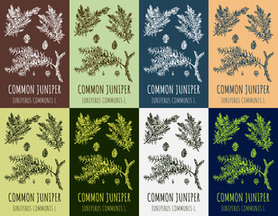 Set of drawing of juniper in various colors. Hand drawn illustration. Latin name JUNIPERUS COMMUNIS L.