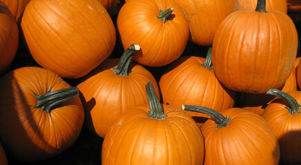 Pile of pumpkins for fall, Thanksgiving and Halloween decorating and baking pies